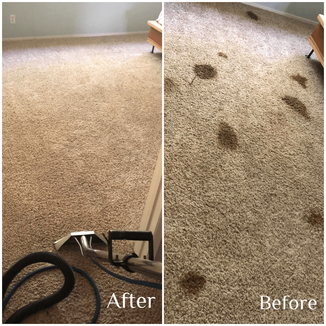 A.T. CARPET CLEANING image 2